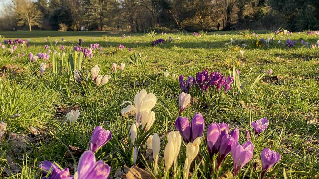 Spring crocuses in purple and white blooming across a sunlit meadow in Hurst Park, showcasing the natural beauty preserved and enhanced through HPRA's environmental stewardship initiatives