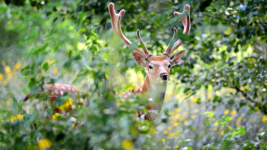 A curious fallow deer with antlers peering through lush green foliage and yellow wildflowers, symbolising the theme of curiosity in Hurst Park's community newsletter