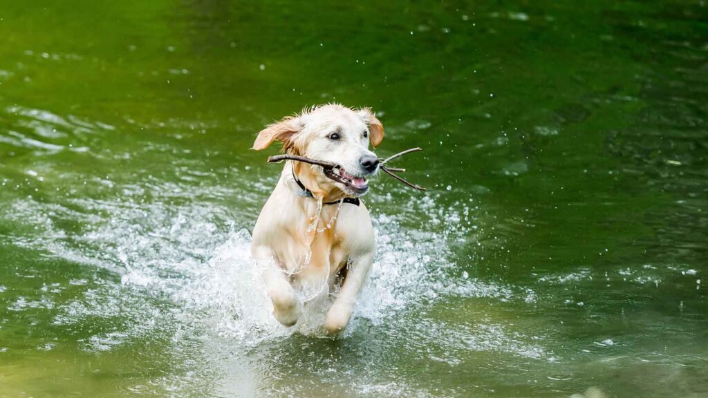Yellow Labrador retriever running through water with a stick in its mouth, illustrating the article about potential dangers to dogs and wildlife in streams, rivers, and ponds in Hurst Park.