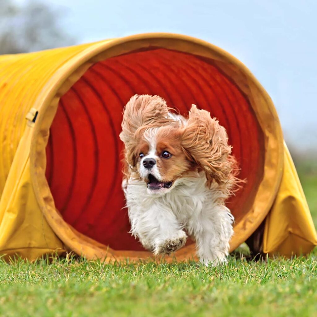 A Cavalier King Charles Spaniel enthusiastically runs out of a yellow agility tunnel on grass, ears flying, during a dog agility course — representing the energy and joy of the Hurst Park Fun Dog Show.
