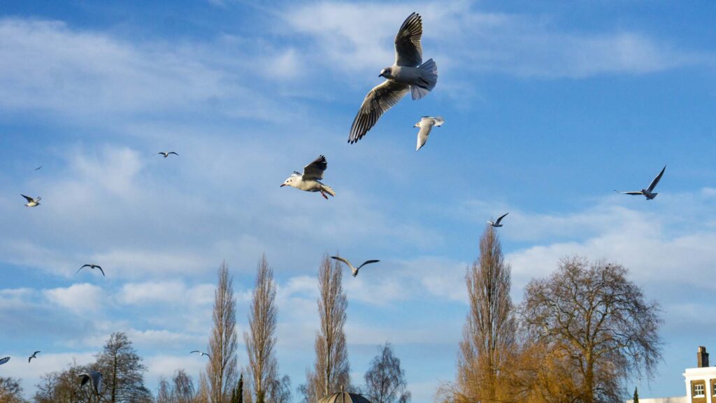 Seagulls flying over the Thames River with Garrick's Temple to Shakespeare visible on the shoreline, surrounded by winter trees and historic architecture in the Hampton area near Hurst Park.