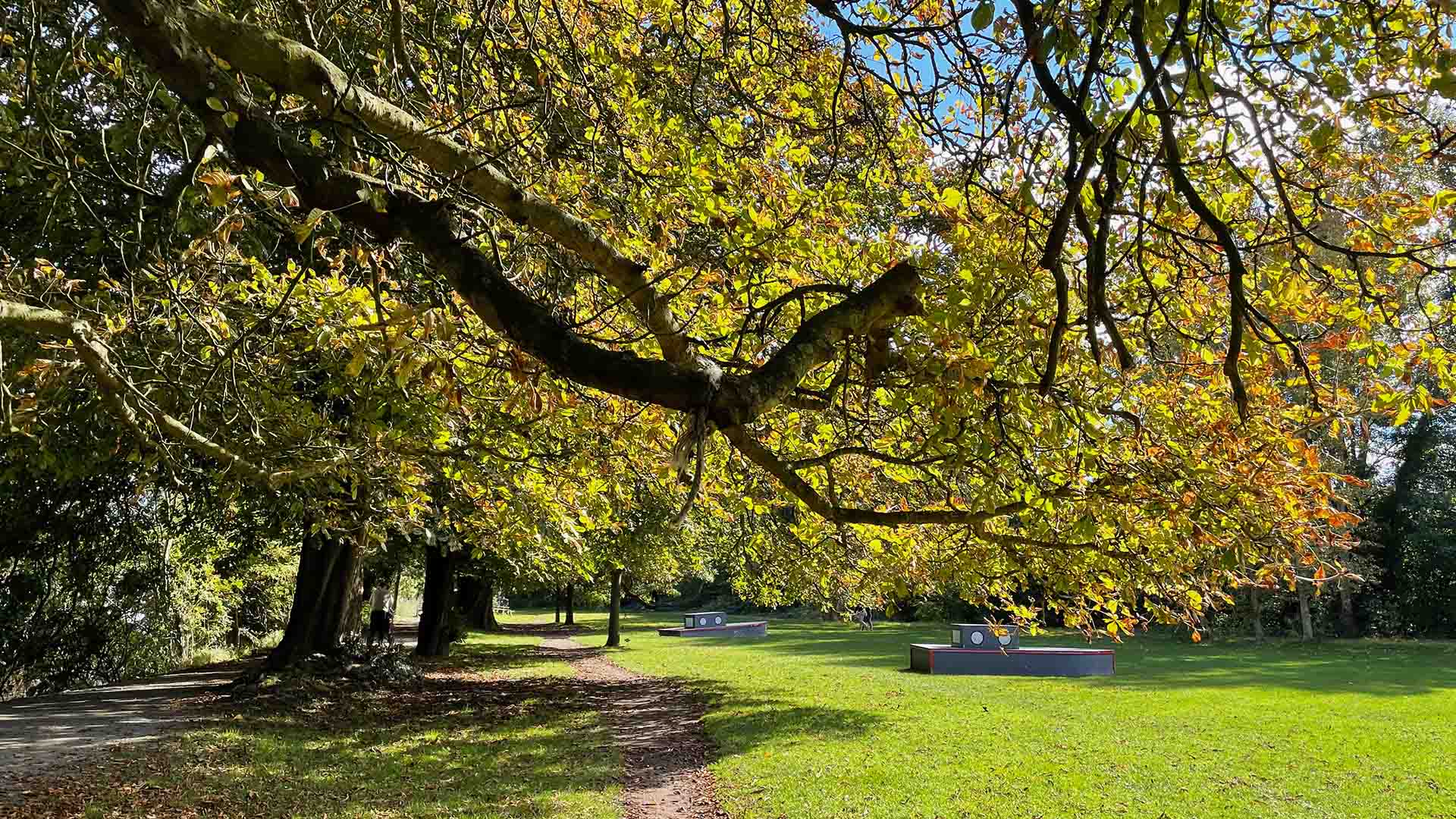 Autumn view of Hurst Park's protected green space with mature trees displaying golden foliage, a walking path, and open grass areas with bench installations, highlighting the natural areas HPRA works to preserve