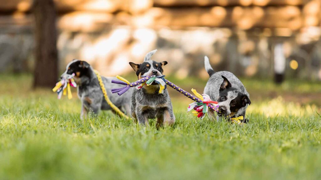 Three playful puppies running through grass while sharing a colourful rope toy, showcasing the community spirit of Hurst Park's Fun Dog Show where local dogs and their owners gather for friendly competition