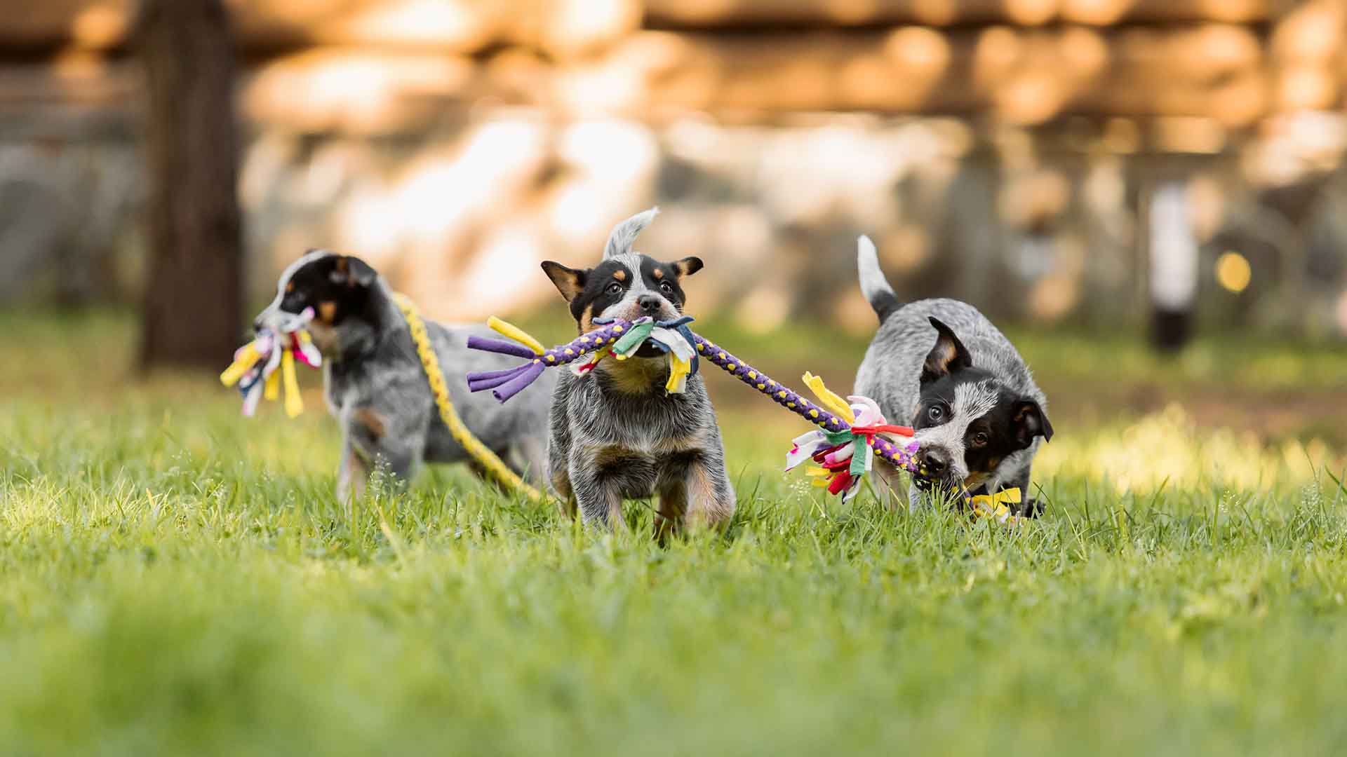 Three playful puppies running through grass while sharing a colourful rope toy, showcasing the community spirit of Hurst Park's Fun Dog Show where local dogs and their owners gather for friendly competition