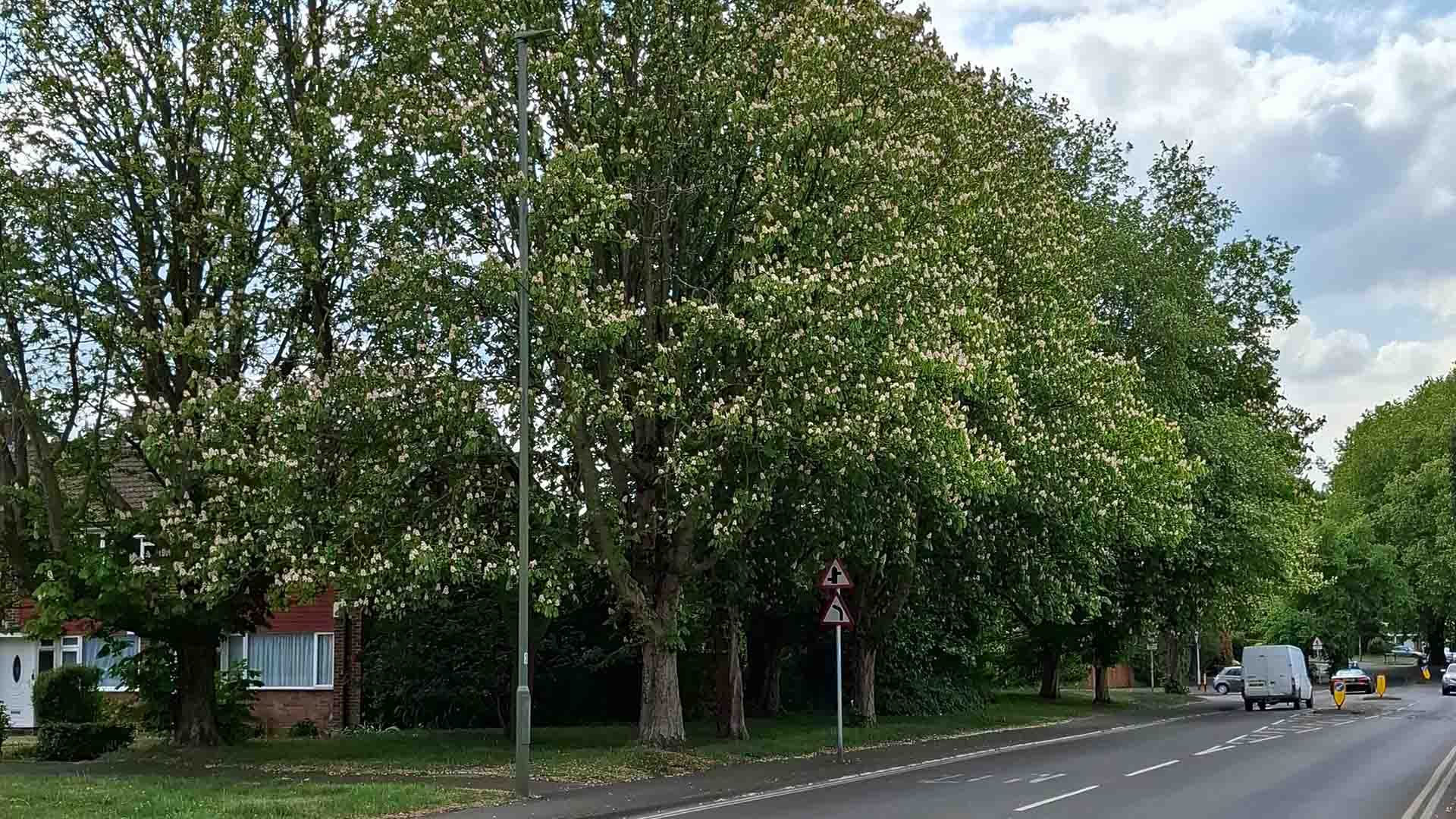 Horse Chestnut Trees on Hurst Road to Be Removed by Surrey County Council